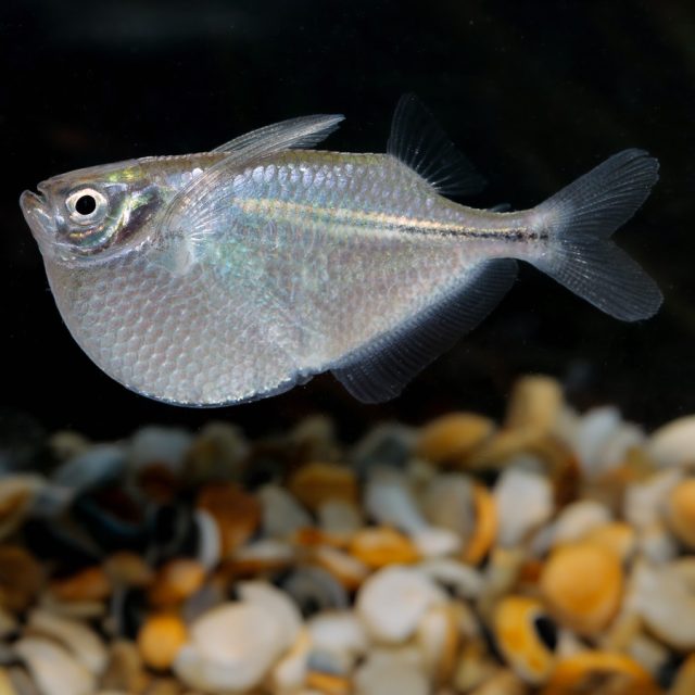 Gasteropelecus sternicla: Conocido como el pez hacha común, este pez de agua dulce se distingue por su cuerpo comprimido lateralmente y su forma distintiva que recuerda a un hacha.