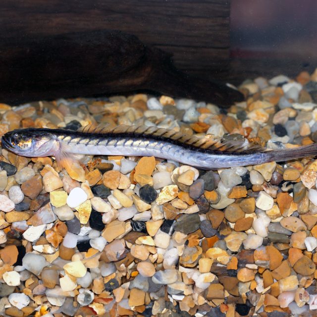 Este pez es gregario y tiende a vivir en grupos, formados por varios individuos de su especie. Se alimenta principalmente de pequeños crustáceos, invertebrados y moluscos que encuentra en el fondo marino, aunque también consume pequeños peces y plancton.