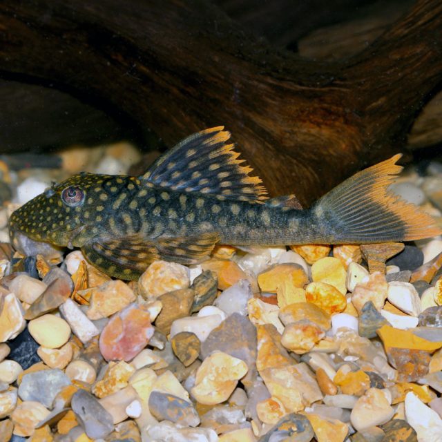 Hemiancistrus Guahiborum: Su coloración es característica, con un fondo oscuro que puede variar desde el marrón oscuro hasta el negro, adornado con manchas amarillas o doradas que se distribuyen de manera irregular por todo el cuerpo.