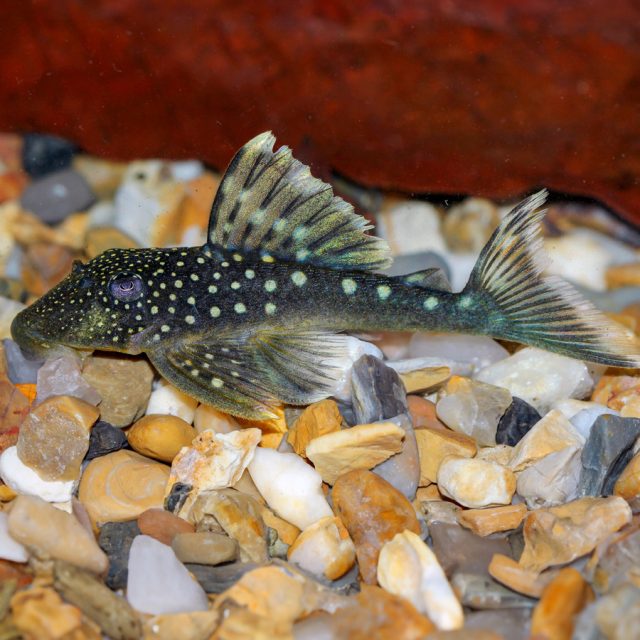 Hemiancistrus sp. L128: Conocido como el pleco azul fantasma o Blue Phantom Pleco, este pez de agua dulce se distingue por su coloración azul oscuro con pequeños puntos blancos que le dan un aspecto fantasmal y llamativo.