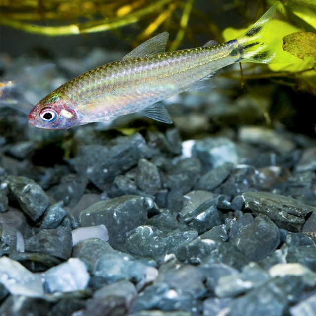 Hemigrammus bleheri: Conocido como el tetra nariz roja verdadero, este pez de agua dulce se distingue por su cabeza de color rojo intenso y su cuerpo plateado con aletas transparentes. Es una especie pacífica y activa, ideal para acuarios comunitarios.