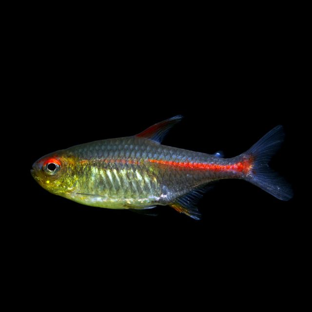 Hemigrammus coeruleus: Este pez de agua dulce, conocido por su vibrante coloración azulada, se caracteriza por su cuerpo alargado y esbelto con reflejos metálicos. Es una especie pacífica y activa, ideal para acuarios comunitarios con vegetación densa y aguas claras.