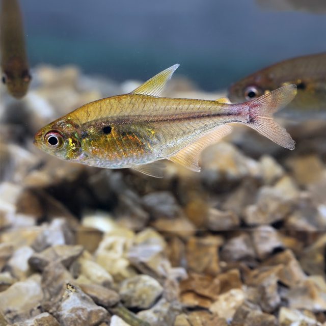 Hemigrammus stictus: Conocido como el tetra de punto rojo, este pez de agua dulce se caracteriza por su cuerpo plateado con una mancha roja distintiva en la base de la aleta caudal. Es una especie pacífica y activa, ideal para acuarios comunitarios.