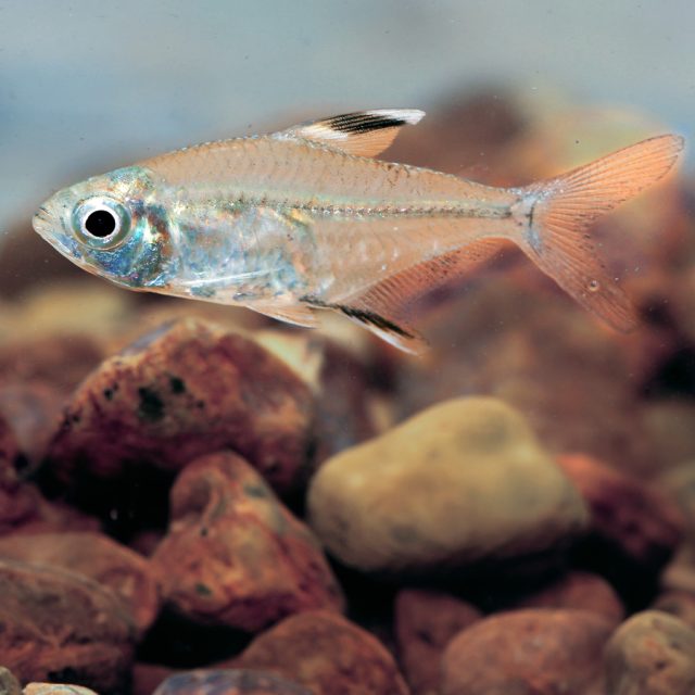 El Tetra de Aleta de Acabado nada principalmente en la columna de agua, pero también se mantiene cerca del fondo