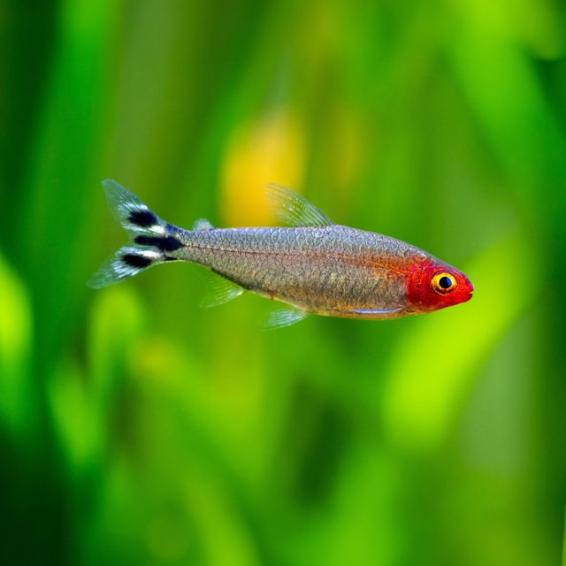 Hemigrammus rhodostomus: Conocido como el tetra nariz roja, este pez de agua dulce es fácilmente reconocible por su cabeza de color rojo brillante y su cuerpo plateado. Es una especie pacífica y activa, ideal para acuarios comunitarios.