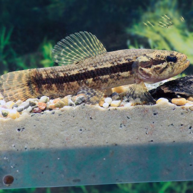 Hoplias Curupira su coloración es variable, pero generalmente presenta tonos marrón oscuro en el dorso y plateado en el vientre, con manchas más oscuras a lo largo del cuerpo y aletas. Al igual que otras especies de trahiras, tiene una aleta caudal redondeada.