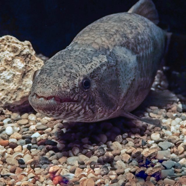 Hoplias malabaricus es un pez carnívoro y voraz, que se alimenta principalmente de peces más pequeños, crustáceos, insectos y otros animales acuáticos que pueda capturar. Es activo y territorial, prefiriendo hábitats con vegetación densa donde pueda acechar a sus presas y esconderse de los depredadores.