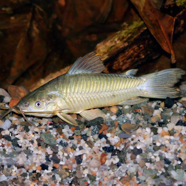 Hoplosternum Magdalenae en la naturaleza, la reproducción coincide con el inicio de la época de lluvias. Se recomienda mantenerlos en un acuario específico, en pareja o con un macho y dos hembras. El macho construye un nido de burbujas uniendo trozos de plantas con saliva y barro. Las hembras depositan huevos en el nido, y el macho cuida de ellos hasta que eclosionan.