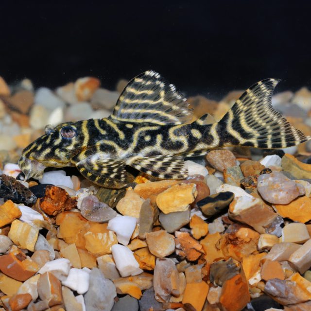 Hypancistrus Debilittera Posee un cuerpo robusto y alargado como todos los integrantes de la familia Loricariidae, y una cabeza más voluminosa. Es ancho en la parte delantera, aplanado en la parte ventral y más estrecho en la parte posterior. Lleva placas óseas en el cuerpo como si fueran escudos blindados.