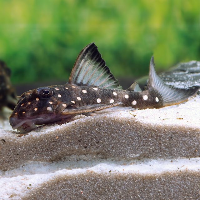 Hypancistrus sp L501 tiene una cola más profunda y bifurcada y posee una aleta dorsal más alta sin manchas en las aletas ventrales y pectorales.