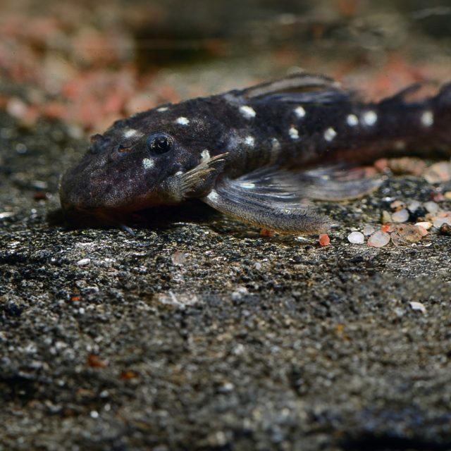 La Hypancistrus Vandragti es una pleco especial que rara vez es vista en el comercio internacional al igual que las otras plecos del orinoco salen solo durante una temporada del año