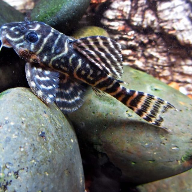 Hypancistrus sp L340 es un pez de la familia Loricariidae, conocido comúnmente como pleco. Tiene un cuerpo alargado y aplanado dorsoventralmente, con una cabeza grande y aletas prominentes. Alcanza un tamaño de alrededor de 6 a 8 centímetros en la edad adulta.
