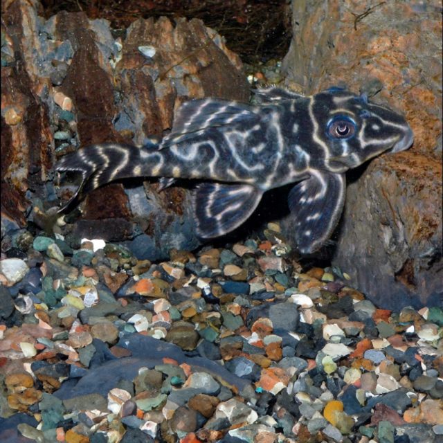 Hypancistrus sp L454 es la única forma de este grupo conocida por habitar aguas negras, ya que fue descubierta en el río Atabapo por el alemán Michael Böttner en 2007. Los miembros del grupo Hypancistrus debilittera se pueden distinguir por el número de dientes y su tamaño máximo en la adultez