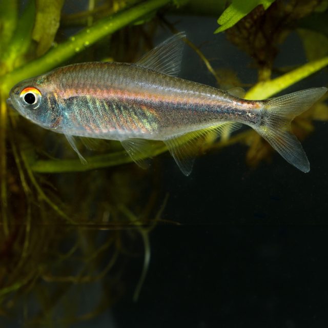 Hyphessobrycon metae: Conocido como el tetra de Meta, este pez de agua dulce se caracteriza por su cuerpo plateado con dos distintivas bandas negras verticales y una aleta caudal roja.