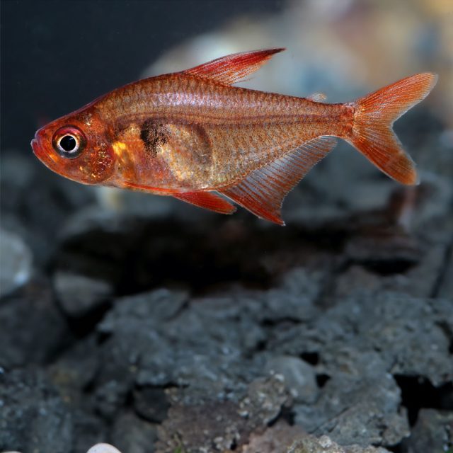 Hyphessobrycon sweglesi: Conocido como el tetra rojo fantasma, este pez de agua dulce destaca por su coloración rojiza translúcida y una distintiva mancha negra en la base de la aleta dorsal.