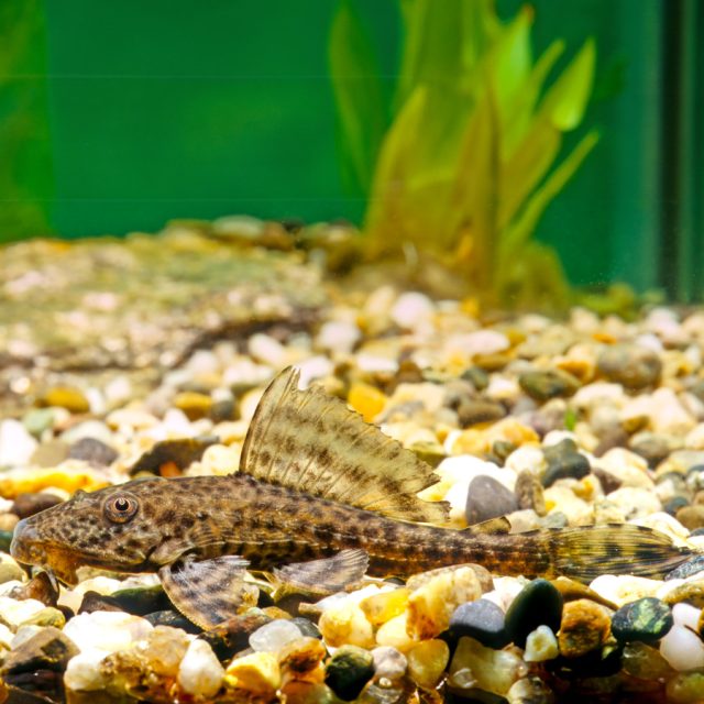 Hypostomus Sp. L119 Conocido como pleco común, este pez de agua dulce es muy popular en acuarios debido a su capacidad para limpiar algas. Posee un cuerpo alargado y robusto, con una coloración que varía entre marrón oscuro y negro, generalmente con patrones de manchas.