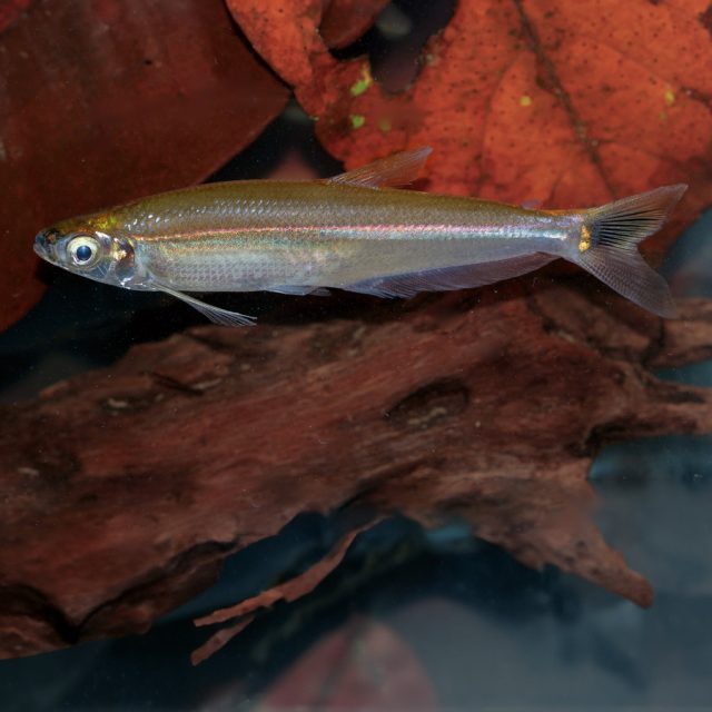 Iguanodectes Spilirus: Este elegante pez de agua dulce, conocido como Iguanodectes spilurus, se caracteriza por su cuerpo alargado y delgado con una coloración plateada y una franja lateral oscura que recorre su longitud.