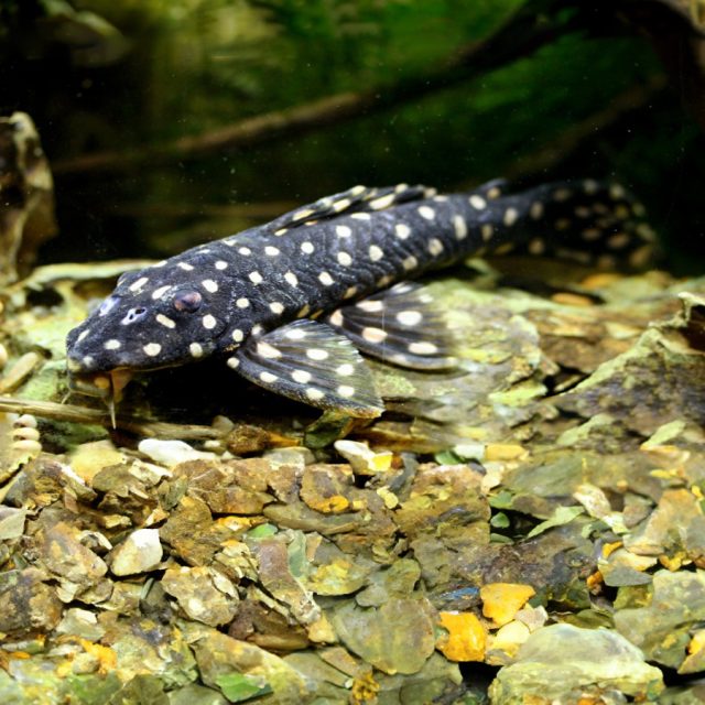 El Pleco de Manchas Opalescentes (L082), también conocido como Scobinancistrus raonii. Tiene un cuerpo robusto y alargado con una cabeza distintiva y una boca en forma de ventosa que utiliza para adherirse a las superficies. Su coloración base es de un tono oscuro a negro, con manchas o patrones opalescentes que le dan su nombre común.