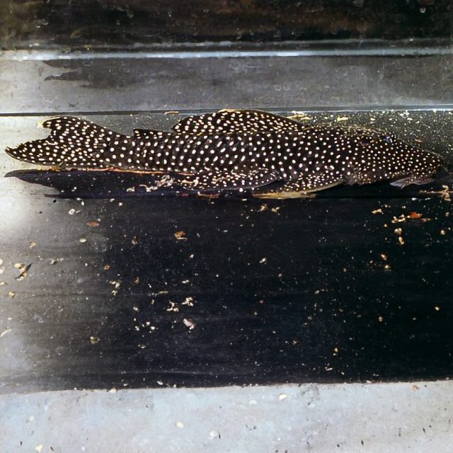 Lasiancistrus sp. L033 es conocido por su patrón de coloración único. Tiene un fondo oscuro, generalmente negro o marrón oscuro, con marcas blancas o amarillas brillantes en forma de líneas, puntos o manchas dispersas por todo el cuerpo.