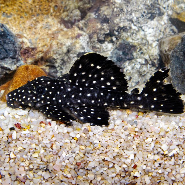 Leporacanthicus cf. galaxias: Este pez de agua dulce, conocido como pleco galaxias, se caracteriza por su cuerpo oscuro adornado con numerosas manchas blancas, creando un aspecto estelar. Su boca en forma de ventosa le permite adherirse a superficies y raspar algas y pequeños invertebrados para alimentarse.