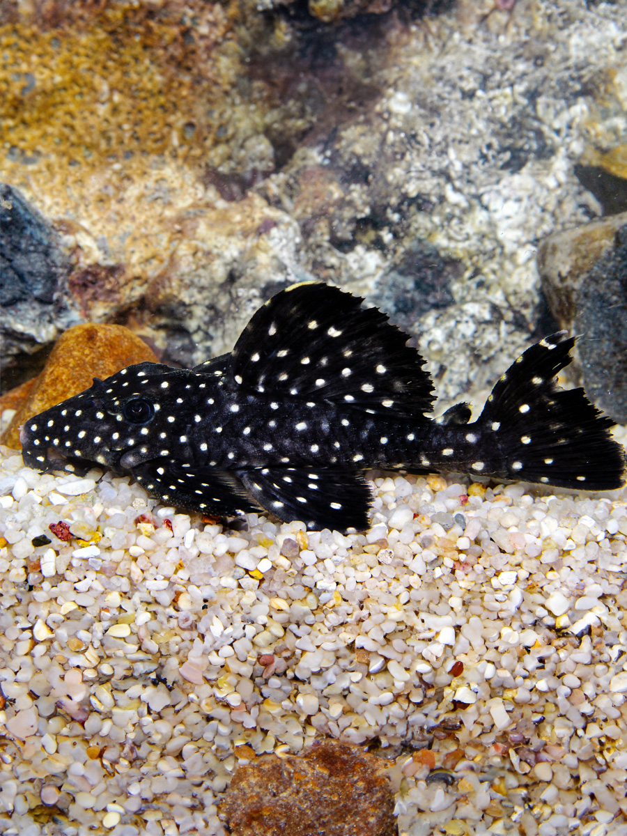 Leporacanthicus cf. galaxias: Este pez de agua dulce, conocido como pleco galaxias, se caracteriza por su cuerpo oscuro adornado con numerosas manchas blancas, creando un aspecto estelar. Su boca en forma de ventosa le permite adherirse a superficies y raspar algas y pequeños invertebrados para alimentarse.