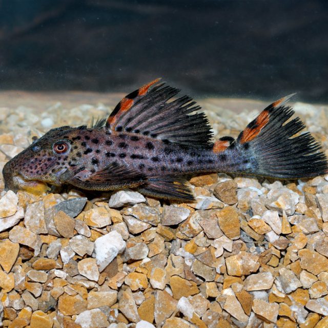 El Leporacanthicus Triactis es fácilmente identificable por sus llamativos radios de aleta naranja. A veces, este color se extiende por toda la aleta dorsal y caudal, aunque esto es poco común. Se trata de un pleco grande y robusto, adecuado para acuarios amplios, y aunque se exporta regularmente desde Colombia, su precio suele ser bastante elevado.