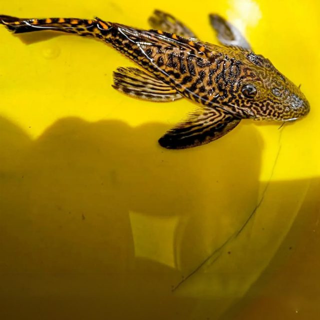Leporacanthicus triactis sp.: Conocido como pleco triactis, este pez de agua dulce se distingue por su coloración oscura y sus características manchas claras. Su cuerpo robusto y su boca en forma de ventosa le permiten adherirse a superficies y alimentarse de algas y pequeños invertebrados.
