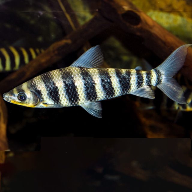 Leporinus Octofasciatus este pez presenta una forma alargada y comprimida lateralmente, con una cabeza pequeña y una boca terminal. Su coloración es variable, con tonos de gris, plata y dorado, y las ocho franjas negras bien definidas que se extienden verticalmente a lo largo de su cuerpo.