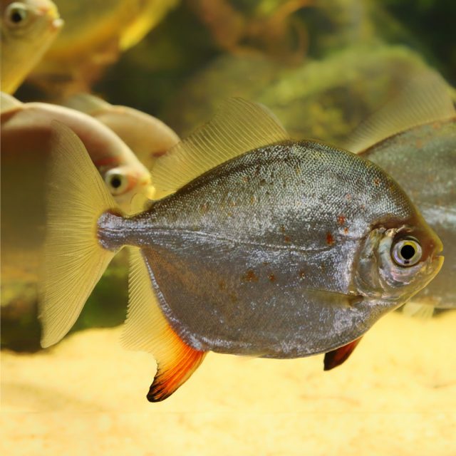 Myleus Rubripinnis son peces comunitarios generalmente pacíficos y pueden convivir con otras especies más grandes y pacíficas. Es posible que se coman peces mucho más pequeños.