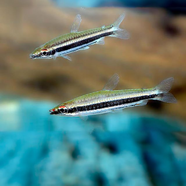 Nannostomus bifasciatus es una especie de peces de la familia Lebiasinidae en el orden de los Characiformes.