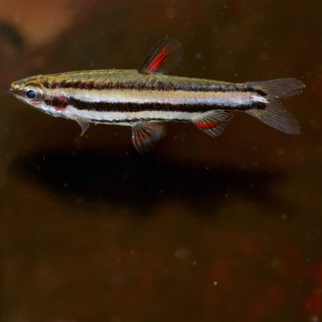 Nannostomus marginatus: Este pequeño y colorido pez de agua dulce, conocido como el pez lápiz enano, se caracteriza por su cuerpo alargado con una franja negra longitudinal y bordes dorados.