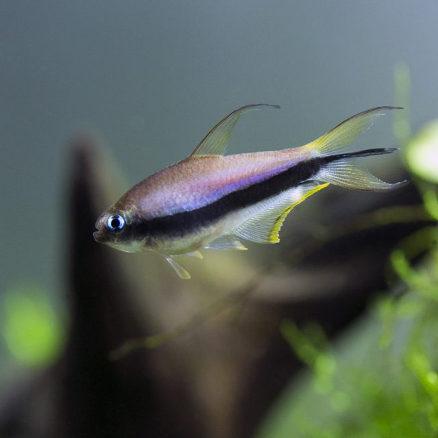 El Nematobrycon palmeri es pacífico y forma cardúmenes. No es agresivo, aunque los machos pueden ser territoriales con sus rivales.