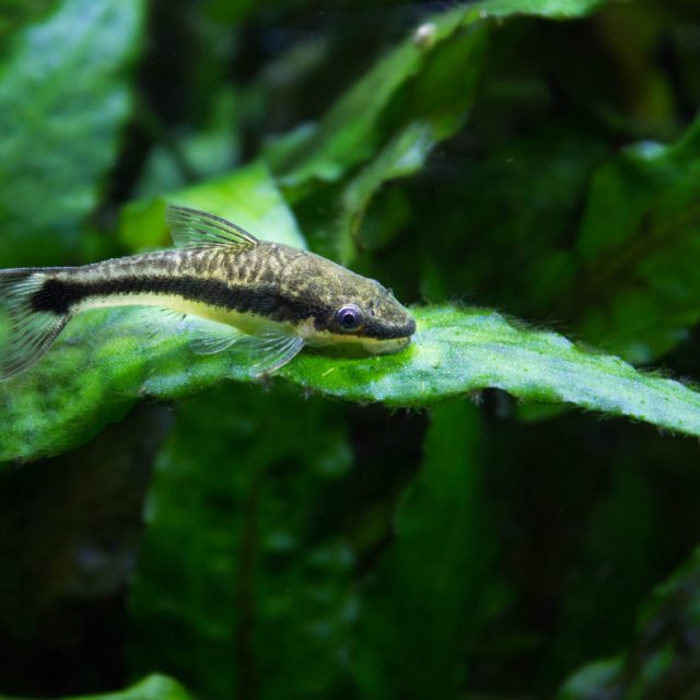 Otocinclus Affinis, también conocido como Otocinclus dorado, es un pequeño pez loricárido altamente valorado en acuariofilia por su capacidad para limpiar el acuario, especialmente los vidrios, debido a que se alimenta principalmente de algas.