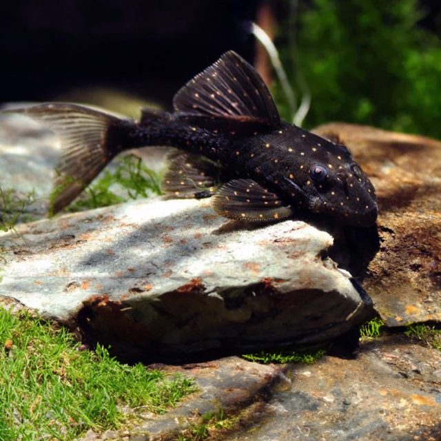 Panaqolus albomaculatus: Este pez de agua dulce, conocido como pleco albomaculatus, se distingue por su patrón de manchas blancas sobre un fondo oscuro, lo que le da una apariencia distintiva y atractiva.