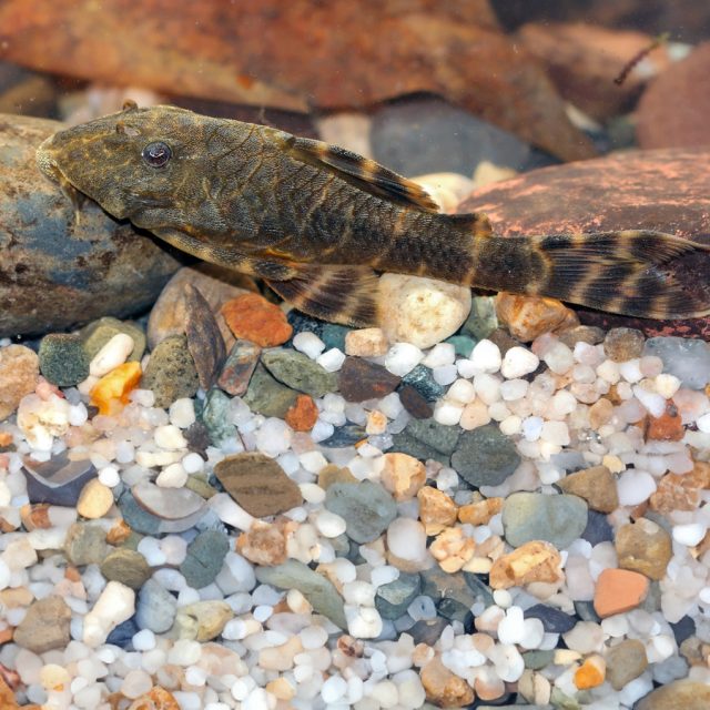 Panaqolus sp. L448: Este pez de agua dulce, conocido como pleco L448, se destaca por su patrón de rayas claras y oscuras en su cuerpo compacto. Su boca en forma de ventosa le permite adherirse a superficies y raspar algas y madera para alimentarse.