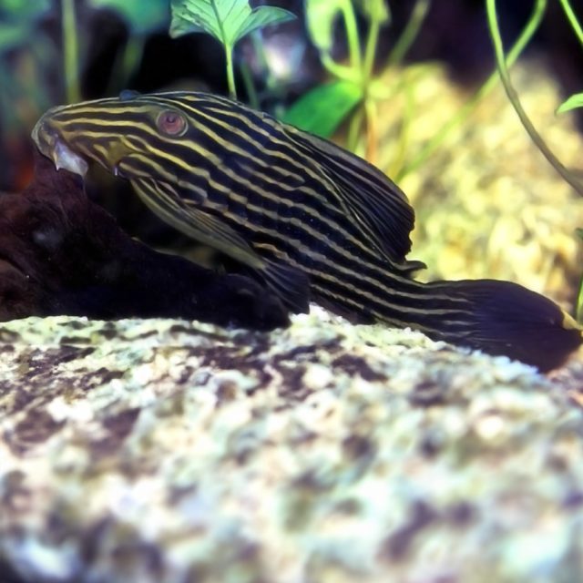 Panaque armbrusteri Conocido como el pleco armbrusteri, este impresionante pez de agua dulce se distingue por su cuerpo robusto y sus patrones de líneas negras sobre un fondo gris o marrón. Su boca en forma de ventosa le permite adherirse a superficies y alimentarse de madera, algas y vegetales.