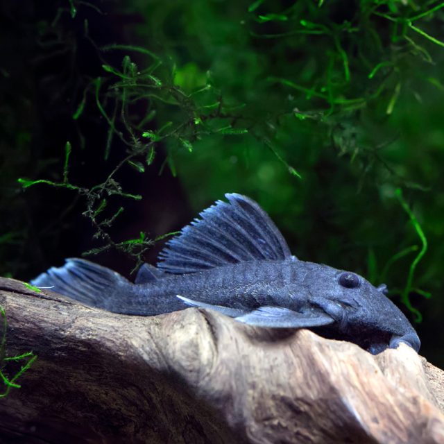 El Baryancistrus beggini, también conocido como panaque azul, es un pez de agua dulce perteneciente originario del río Negro