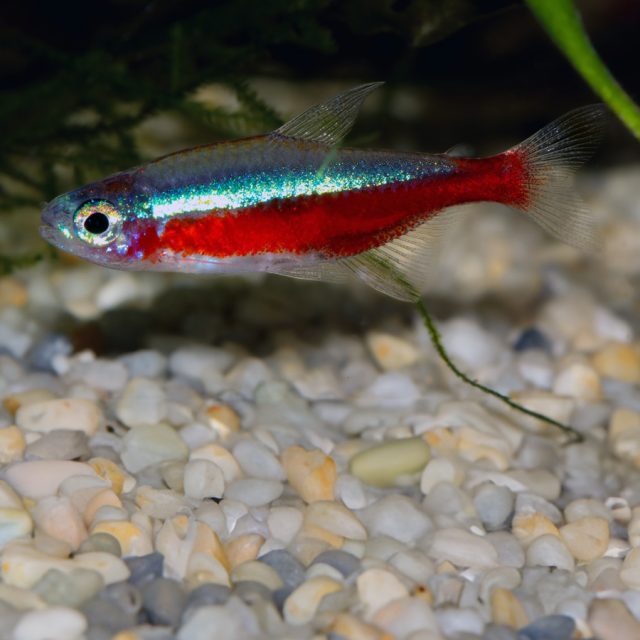 Paracheirodon axelrodi: Conocido como el neón cardenal, este popular pez de agua dulce es famoso por su vibrante franja azul iridiscente y su franja roja brillante que se extienden a lo largo de su cuerpo. E