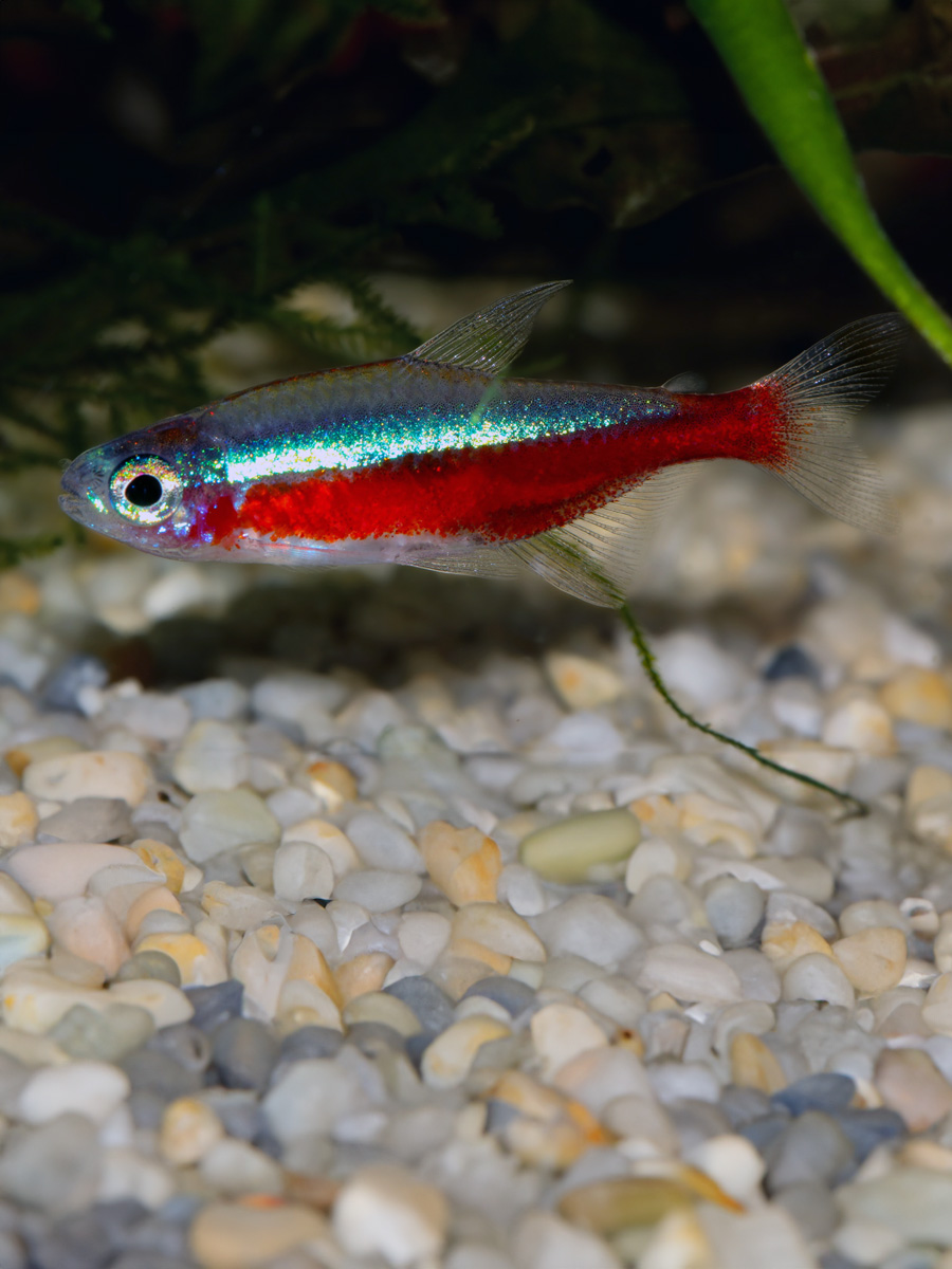 Paracheirodon axelrodi: Conocido como el neón cardenal, este popular pez de agua dulce es famoso por su vibrante franja azul iridiscente y su franja roja brillante que se extienden a lo largo de su cuerpo. E