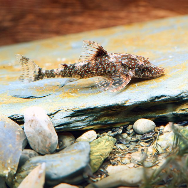 Parotocinclus Eppleyi una de las especies de loricáridos más pequeñas es el Parotocinclus eppleyi, conocido como Peppermint-Oto. Esta especie alcanza su tamaño completo con una longitud de 3 cm
