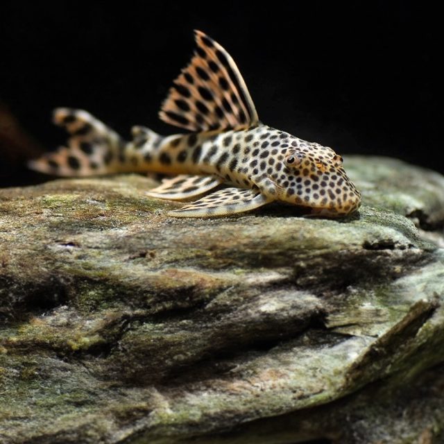 Peckoltia sabaji: Conocido como el pleco sabaji, este pez de agua dulce se distingue por su cuerpo compacto y robusto, adornado con patrones de manchas y rayas en tonos marrones y beige. Es una especie pacífica, ideal para acuarios comunitarios con sustratos rocosos y abundante vegetación.