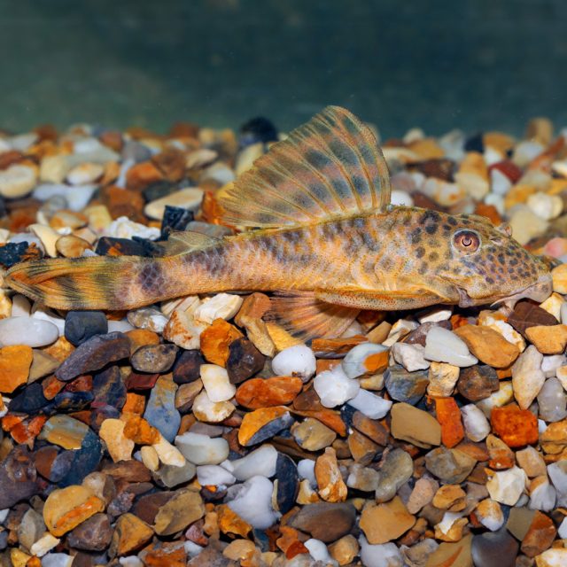 Peckoltia Sp. L387 conocida como cebra guaca es de la mplecos más coloridas.