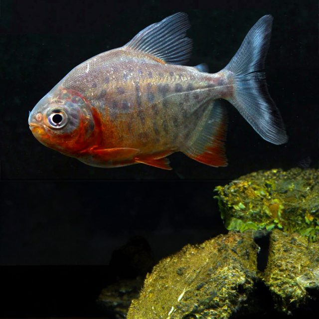 Piaractus Brachypomum es un pez de agua dulce que habita en ríos de corriente lenta, lagos y embalses en toda América del Sur. Se le encuentra principalmente en la cuenca del Amazonas, así como en los ríos Orinoco y Paraná.