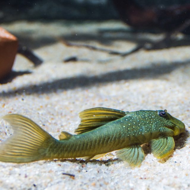 Hemiancistrus subviridis: Este pez, comúnmente conocido como pleco verde o pleco limón, es famoso por su llamativa coloración verde brillante y su cuerpo aplanado con pequeñas manchas claras.