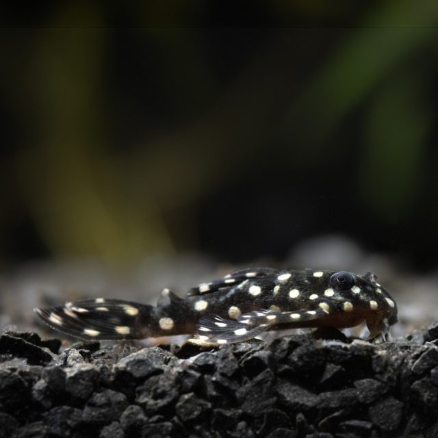 Hypancistrus contradens tiene un cuerpo alargado y aplanado dorsoventralmente, con una cabeza grande y aletas prominentes