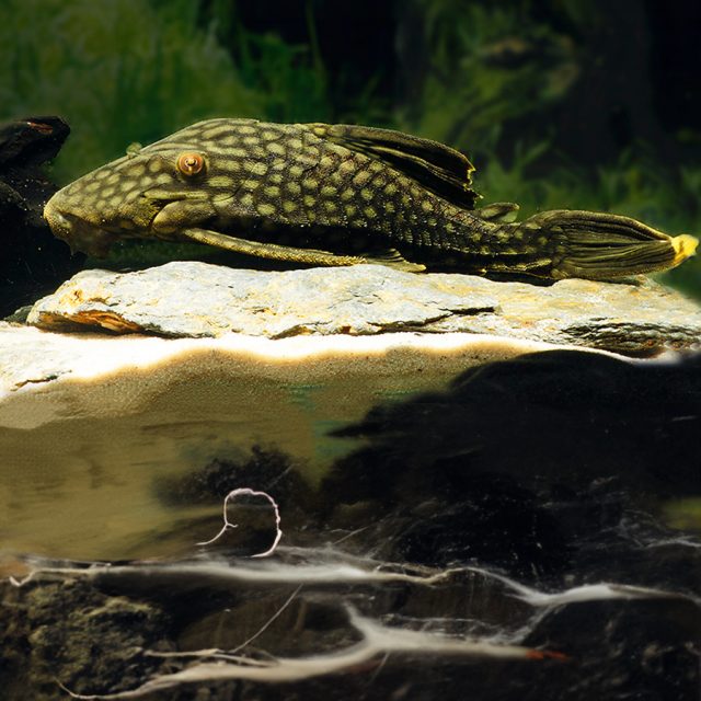 Pleco L330 se trata de un pez muy conocido, resistente, pacífico y excelente para comer algas. Es importante tener en cuenta que superará la mayoría de los acuarios y crecerá hasta más de 12 pulgadas, independientemente del tamaño del tanque.