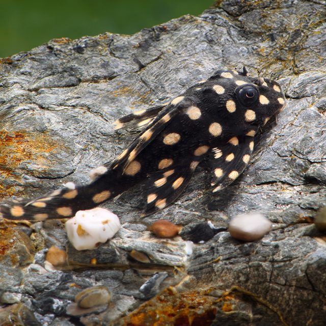 Hypancistrus sp L471 es muy similar a H. inspector, H. contradens y L201, pero tiene manchas considerablemente más grandes, que también parecen ligeramente amarillentas.