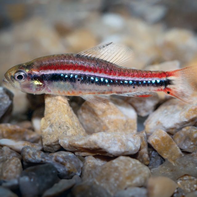 Poecilocharax weitzmani: Conocido como el pez lápiz enano de Weitzman, este pequeño y raro pez de agua dulce destaca por su cuerpo alargado y coloración oscura con reflejos dorados y rojizos. Es una especie tímida y pacífica, adecuada para acuarios bien plantados con aguas suaves y ácidas.