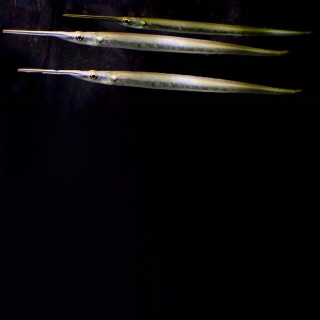 Potamorrhaphis Guianensis puede alcanzar una longitud máxima de unos 25 cm. Sorprendentemente, estos peces agujas se adaptan muy fácilmente a la vida en acuarios.