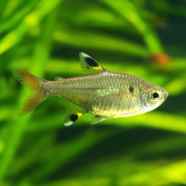 Pristella maxillaris: Conocido como el tetra de aleta dorada, este pequeño pez de agua dulce es fácilmente reconocible por su cuerpo translúcido con una franja dorada en la aleta dorsal y una mancha negra en la base de la aleta caudal.